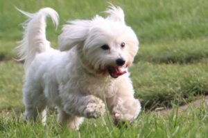 are coton de tulear the most intelligent dogs