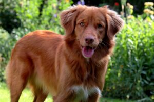 Nova scotia clearance dog breed