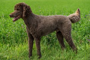 Standard poodle hot sale genetic testing