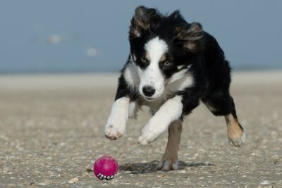 Border collie rapid sales breathing