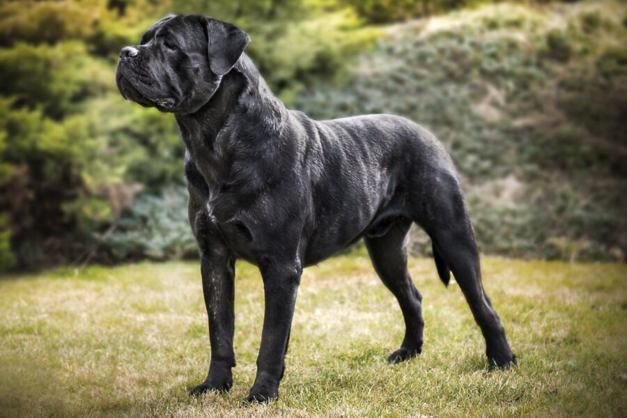 A New Era in Cane Corso Genetic Testing: Health, Colour and Longevity ...
